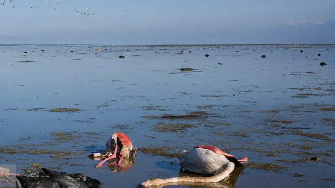 Hécatombe d’oiseaux dans la mer Caspienne